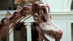 Zapomenutá kost 40 let ležela v zásuvce. Dnes je z ní jeden z nejdůležitějších dinosauřích objevů