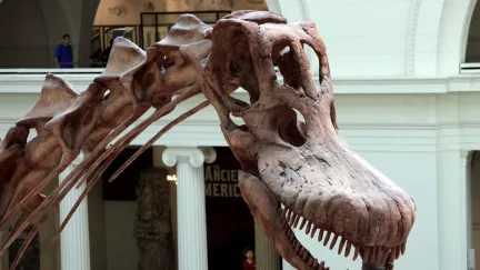 Zapomenutá kost 40 let ležela v zásuvce. Dnes je z ní jeden z nejdůležitějších dinosauřích objevů
