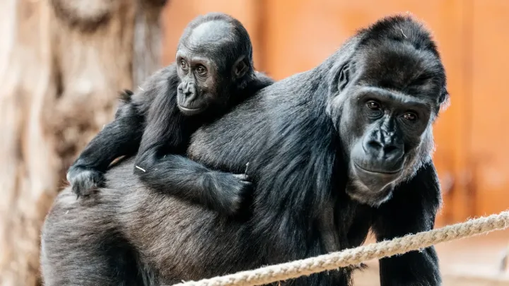 Návštěvníci pražské zoo mohou dnes a v neděli ochutnat hmyzí speciality