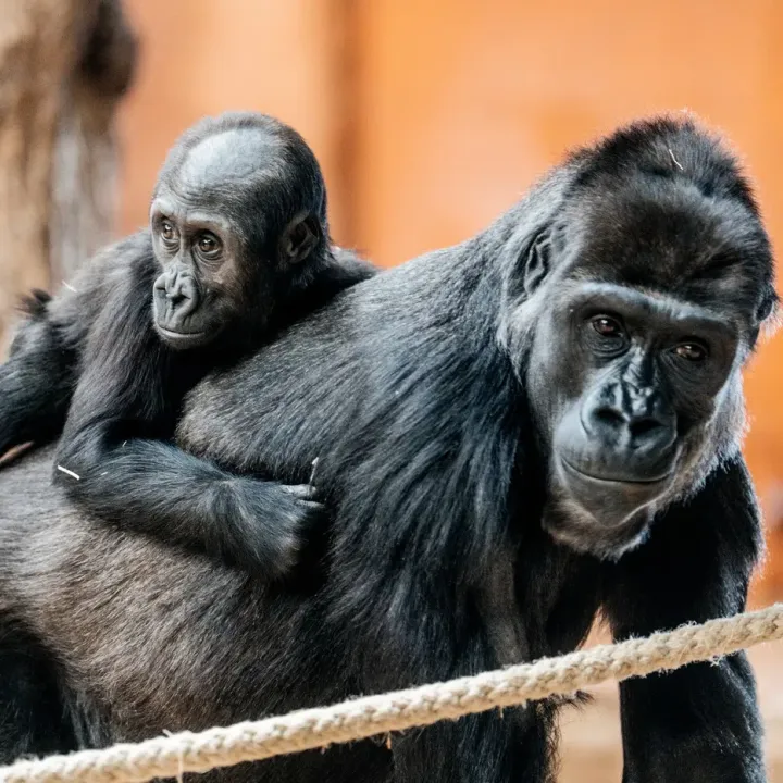 Návštěvníci pražské zoo mohou dnes a v neděli ochutnat hmyzí speciality