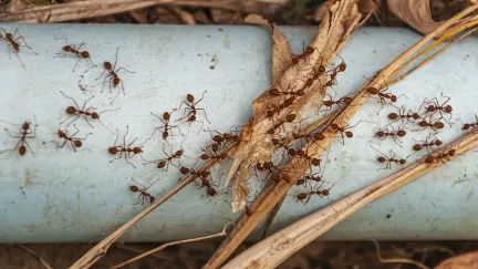 Mravenci v kuchyni? Zapomeňte na chemii, zastaví je věc za 2 koruny