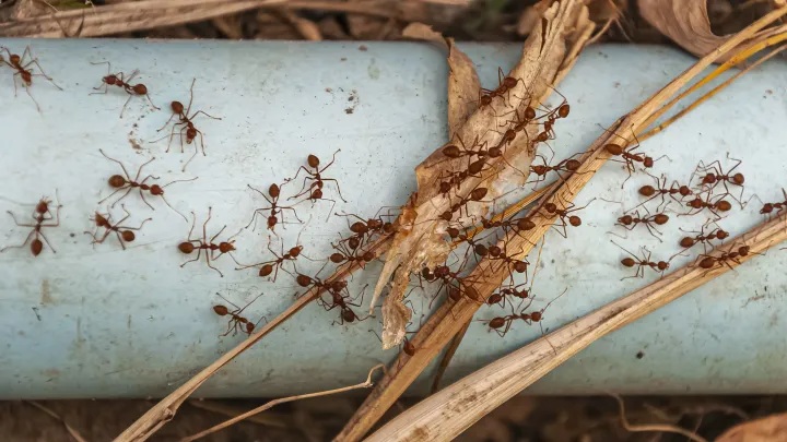 Mravenci v kuchyni? Zapomeňte na chemii, zastaví je věc za 2 koruny