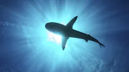 Žraločí mutant z jaderného odpadu. Vědci začali hledat sharkzillu
