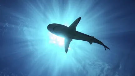 Žraločí mutant z jaderného odpadu. Vědci začali hledat sharkzillu