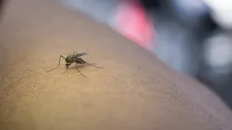 Nevyhazujte poklad: Tyhle zbytky z kuchyně zaženou otravné komáry
