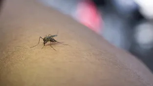 Nevyhazujte poklad: Tyhle zbytky z kuchyně zaženou otravné komáry