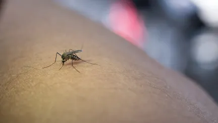 Nevyhazujte poklad: Tyhle zbytky z kuchyně zaženou otravné komáry