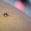 Nevyhazujte poklad: Tyhle zbytky z kuchyně zaženou otravné komáry