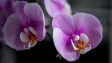 Jak se radovat z orchideje celá léta? Selhání má většinou jediný důvod, radí odborníci