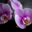 Jak se radovat z orchideje celá léta? Selhání má většinou jediný důvod, radí odborníci