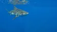 Žraloci tygří sežerou téměř cokoli, pomáhají tím ale oceánům