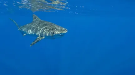 Žraloci tygří sežerou téměř cokoli, pomáhají tím ale oceánům