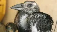 V pražské zoo mohou návštěvníci výjimečně vidět mládě zoborožce kaferského