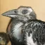 V pražské zoo mohou návštěvníci výjimečně vidět mládě zoborožce kaferského