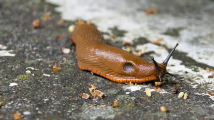 Invaze slimáků: Co na ně skutečně funguje a co je jen mýtus?