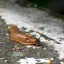 Invaze slimáků: Co na ně skutečně funguje a co je jen mýtus?