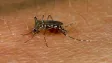 V Londýně se poprvé rozmnožil tropický komár přenášející dengue a virus zika