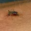 V Londýně se poprvé rozmnožil tropický komár přenášející dengue a virus zika