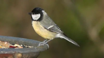 Nasypat do krmítka už teď? Ptákům tak spíš uškodíte, varují odborníci
