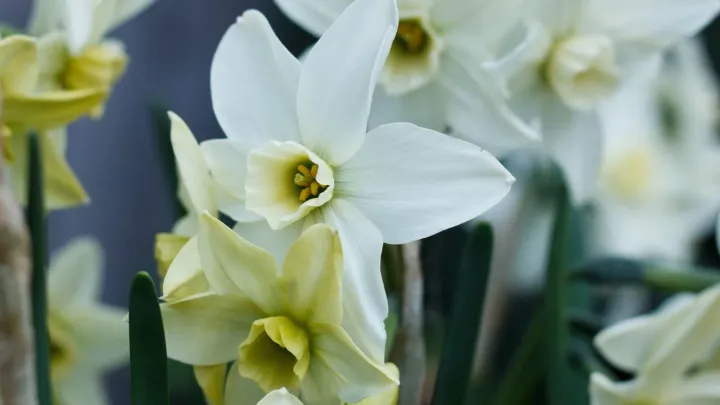 Sázet tulipány v září je zbytečně brzy. Správný čas je teď pro jinou cibulovinu