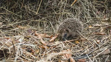 Ježci si právě vybírají místo na zimu. Můžete jim snadno pomoci přežít