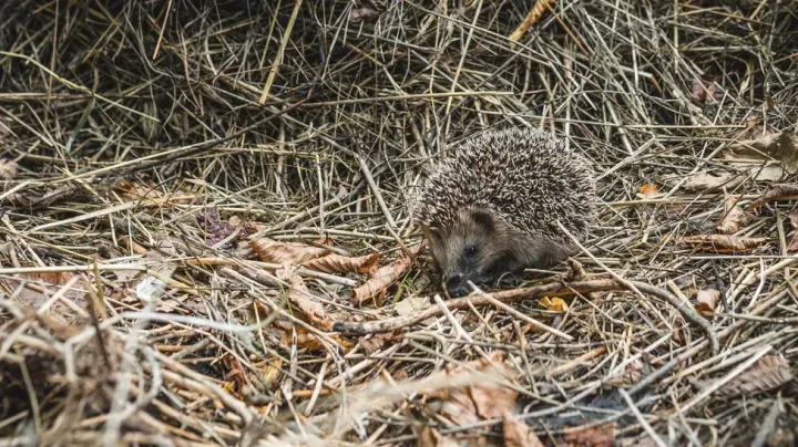 Ježci si právě vybírají místo na zimu. Můžete jim snadno pomoci přežít