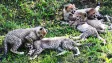 Gepardí paterčata v Zoo Praha dobře prospívají, od příštího týdne budou k vidění