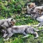 Gepardí paterčata v Zoo Praha dobře prospívají, od příštího týdne budou k vidění