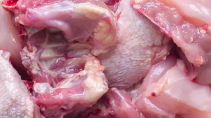 Veterináři: Čtvrtina kontrolovaného drůbežího z dovozu obsahovala salmonelu