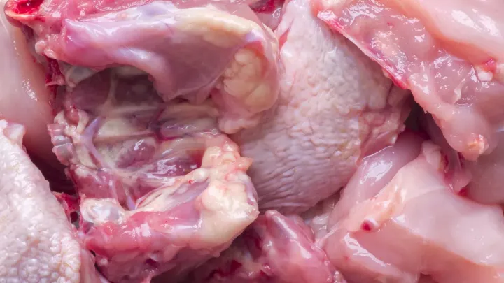 Veterináři: Čtvrtina kontrolovaného drůbežího z dovozu obsahovala salmonelu