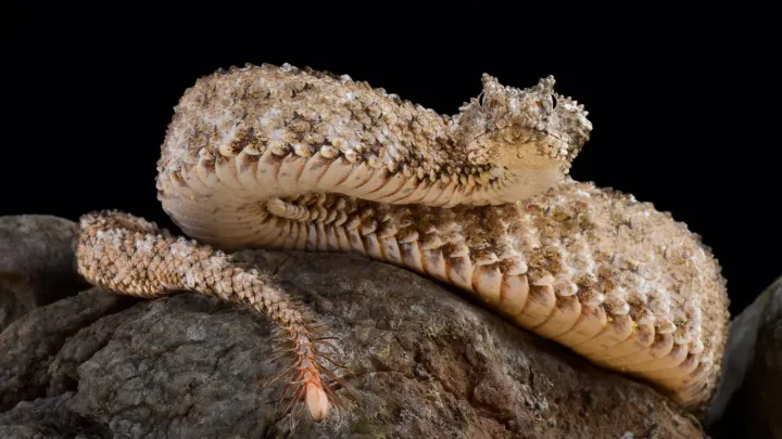 Zoo Plzeň opět odchovala mláďata vzácné íránské zmije pavoučí, jde o světovou raritu