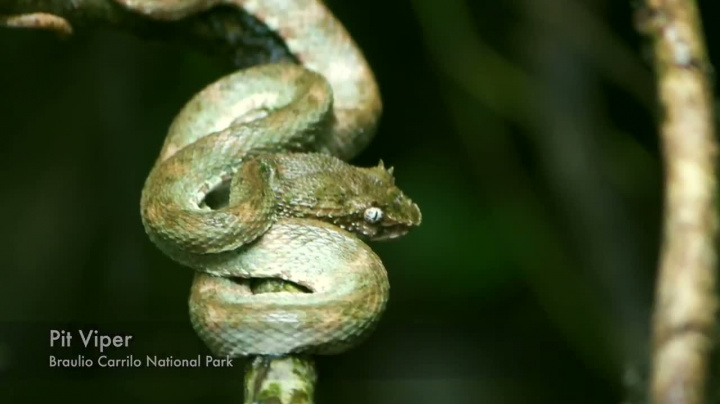 Avalanche Studios v džungli