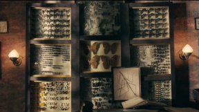 Pestrobarvec petrklíčový