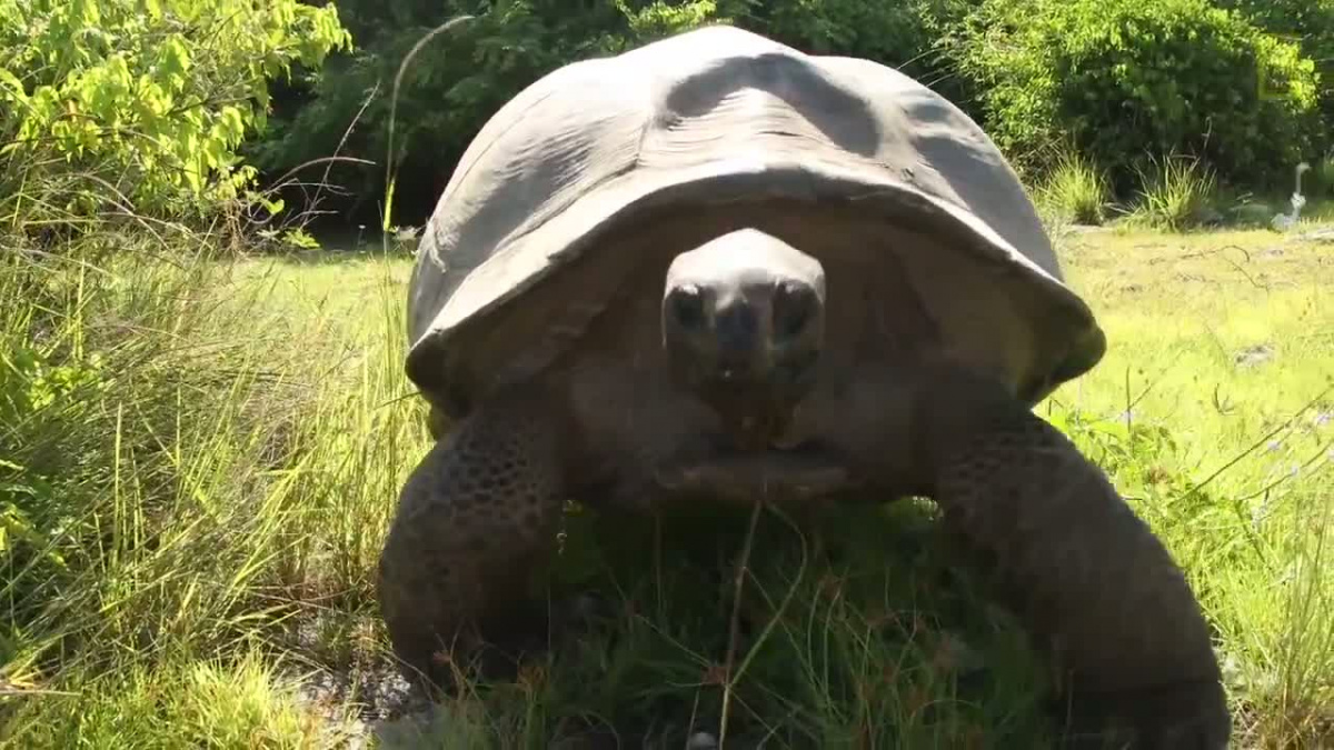 Na televizního moderátora útočila želva, vyrušil ji při sexu