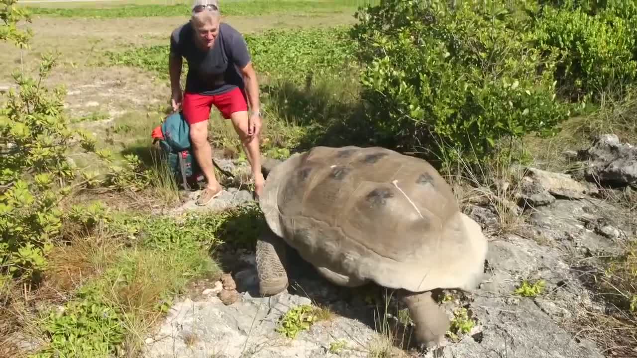 Nikdy nerušte želvy při sexu