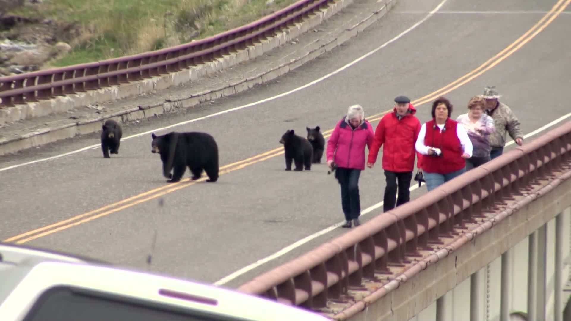 Návštěvníci Yellowstonu vyrušili medvědy, místo útěku si je fotili