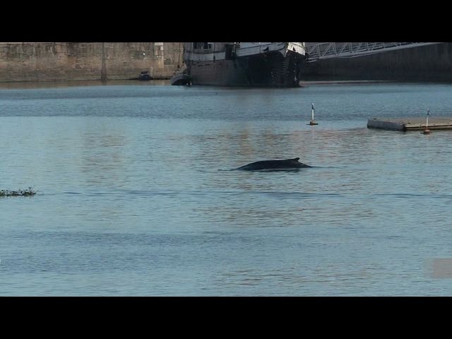 Velryba se zatoulala do luxusního přístavu v Buenos Aires