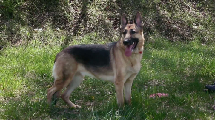 Fallout 4 - Behind The Scenes with Dogmeat