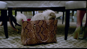 Já, kocour: ukázka kočičí pomsta - Haló,  jsem zlý kocour