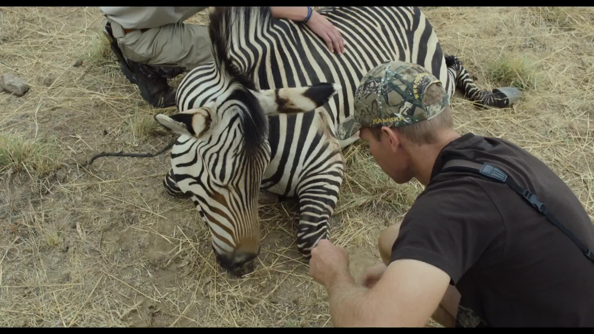 Safari: Trailer
