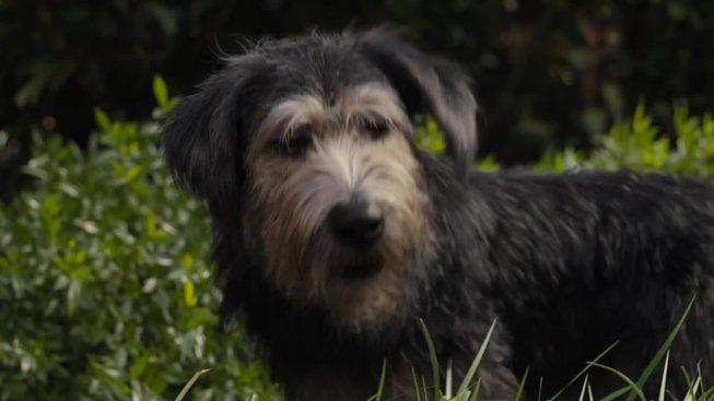Lady and the Tramp (2019): trailer 2