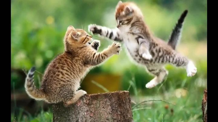 Fight Club #173 HD: Mňau!