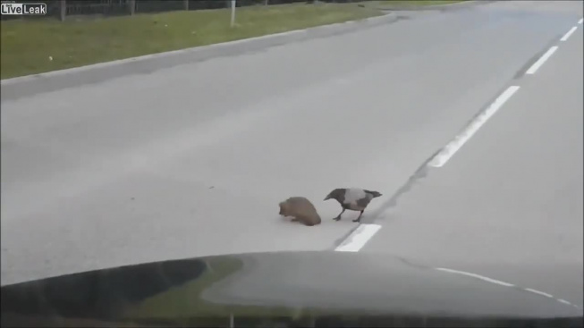 Nečekaná pomoc! Vrána v bezpečí převedla ježka přes silnici