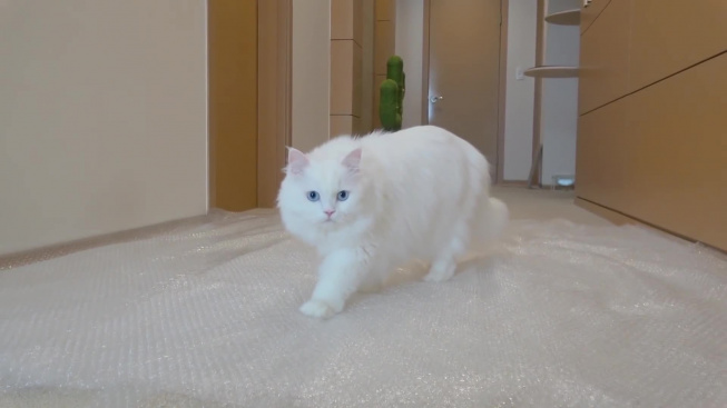 VIDEO: Jak si kočky poradí s bublinkovou nebo průhlednou folií přes cestu?